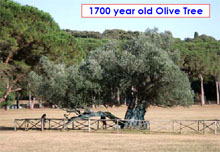 Olive tree
